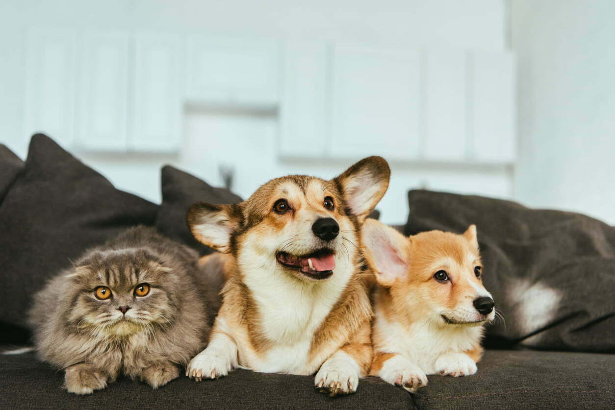 Top 5 Pet friendly Apartments For Rent Under $1200